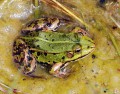 Skokan zelený<br>Pelophylax esculentus<br>Místo: Pacova hora (PR)<br>Datum pořízení:<br>27.6.2010