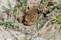 Ropucha obecná<br>Bufo bufo<br>Místo: Pacova hora (PR)<br> Datum pořízení:<br>24.4.2011