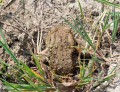 Ropucha obecná<br>Bufo bufo<br>Místo: Pacova hora (PR)<br> Datum pořízení:<br>24.4.2011