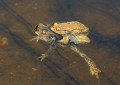 Ropucha obecná<br>Bufo bufo<br>Místo: Kvilda<br> Datum pořízení: 2.4.2014