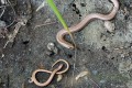 Slepýš křehký<br>Anguis fragilis<br>Místo: Pacova hora (PR)<br>Datum pořízení:<br>3.9.2011