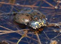 Kuňka obecná<br>Bombina bombina<br>Místo: Dívčice (CB)<br>Datum pořízení:<br>2.5.2009