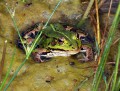 Skokan zelený<br>Pelophylax esculentus<br>Místo: Pacova hora (PR)<br>Datum pořízení:<br>27.6.2010