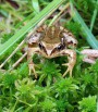Skokan štíhlý<br>Rana dalmatina<br>Místo: Kvilda Šumava<br>Datum pořízení:<br>18.7.2010