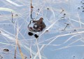 Skokan hnědý<br>Rana temporaria<br>pozn. při rozmnožování<br>Místo: Pacova hora (PR)<br>Datum pořízení:<br>26.3.2011