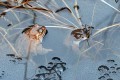 Skokan hnědý<br>Rana temporaria<br>pozn. při rozmnožování<br>Místo: Pacova hora (PR)<br>Datum pořízení:<br>26.3.2011