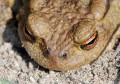 Ropucha obecná<br>Bufo bufo<br>Místo: Pacova hora (PR)<br> Datum pořízení:<br>24.4.2011