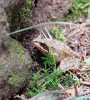 Skokan štíhlý<br>Rana dalmatina<br>Místo: Tábor (Harachovka)<br>Datum pořízení:<br>2.9.2011