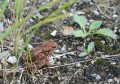 Ropucha obecná<br>Bufo bufo<br>Místo: Pacova hora (PR)<br> Datum pořízení:<br>11.9.2011