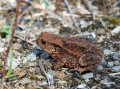 Ropucha obecná<br>Bufo bufo<br>Místo: Pacova hora (PR)<br> Datum pořízení:<br>11.9.2011