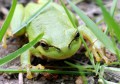 Rosnička zelená<br>Hyla arborea<br>Místo: Stříbrné Hutě<br>Datum pořízení:26.5.2012