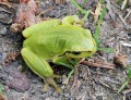 Rosnička zelená<br>Hyla arborea<br>Místo: Stříbrné Hutě<br>Datum pořízení:26.5.2012
