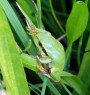 Rosnička zelená<br>Hyla arborea<br>Místo: Lom u Tábora<br>Datum pořízení: 6.10.2012
