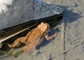 Ropucha obecná<br>Bufo bufo<br>Místo: Pacova hora (PR)<br> Datum pořízení: 29.3.2014