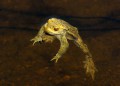 Ropucha obecná<br>Bufo bufo<br>Místo: Kvilda<br> Datum pořízení: 2.4.2014