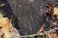 Ropucha obecná<br>Bufo bufo<br>Místo: Příběnice<br> Datum pořízení: 25.7.2015