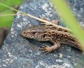 Ještěrka obecná<br>Lacerta agilis<br>Místo: Chýnov (Pacova hora)<br>Datum pořízení:<br>8.8.2009