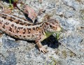 Ještěrka obecná<br>Lacerta agilis<br>Místo: Chýnov Pacova hora (PR)<br>Datum pořízení:<br>3.7.2010