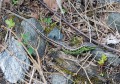 Ještěrka obecná<br>Lacerta agilis<br>Místo: Pacova hora (PR)<br>Datum pořízení:27.6.2010