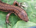 Ještěrka živorodá<br>Zootoca vivipara<br>Místo: Jesení (PP)<br>Datum pořízení:<br>17.4.2011 