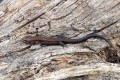 Ještěrka živorodá<br>Zootoca vivipara<br>Místo: Jesení (PP)<br>Datum pořízení:<br>17.4.2011 