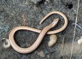 Slepýš křehký<br>Anguis fragilis<br>Místo: Pacova hora (PR)<br>Datum pořízení:<br>3.9.2011