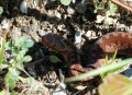 Zmije obecná<br>Vipera berus<br>Místo: Pacova hora (PR)<br>Datum pořízení:<br>11.9.2011