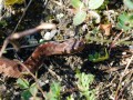 Zmije obecná<br>Vipera berus<br>Místo: Pacova hora (PR)<br>Datum pořízení:<br>11.9.2011