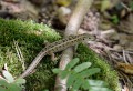 Ještěrka obecná<br>Lacerta agilis<br>Místo: Tábor (Harachovka)<br>Datum pořízení: 27.7.2013