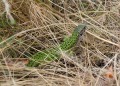 Ještěrka zelená<br>Lacerta viridis<br>(samice)<br>Místo: Děvičky (Pálava)<br>Datum pořízení: 21.8.2013 