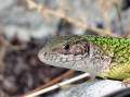 Ještěrka zelená<br>Lacerta viridis<br>(samice)<br>Místo: Děvičky (Pálava)<br>Datum pořízení: 21.8.2013 